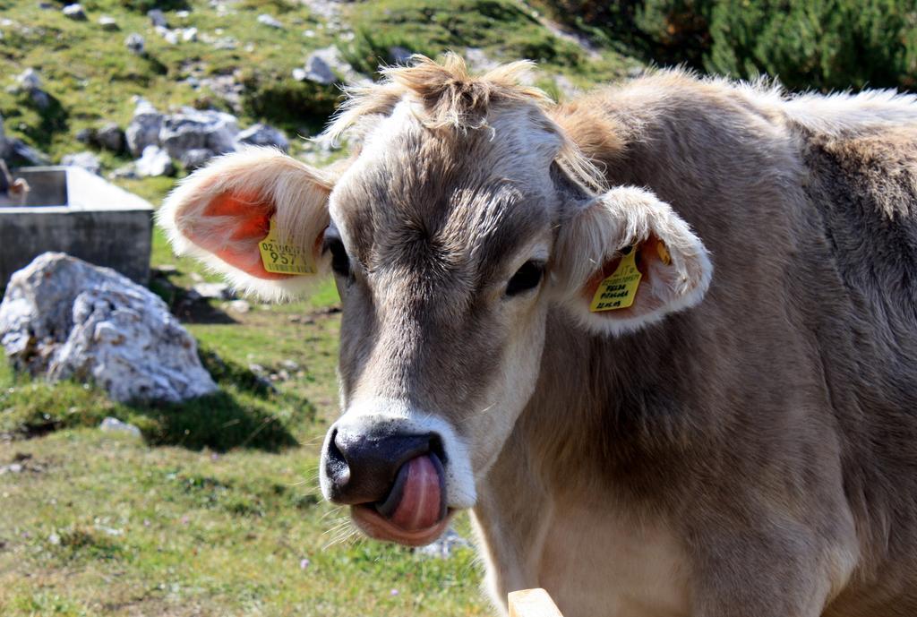 Hotel La Pineta Selva di Val Gardena Ngoại thất bức ảnh